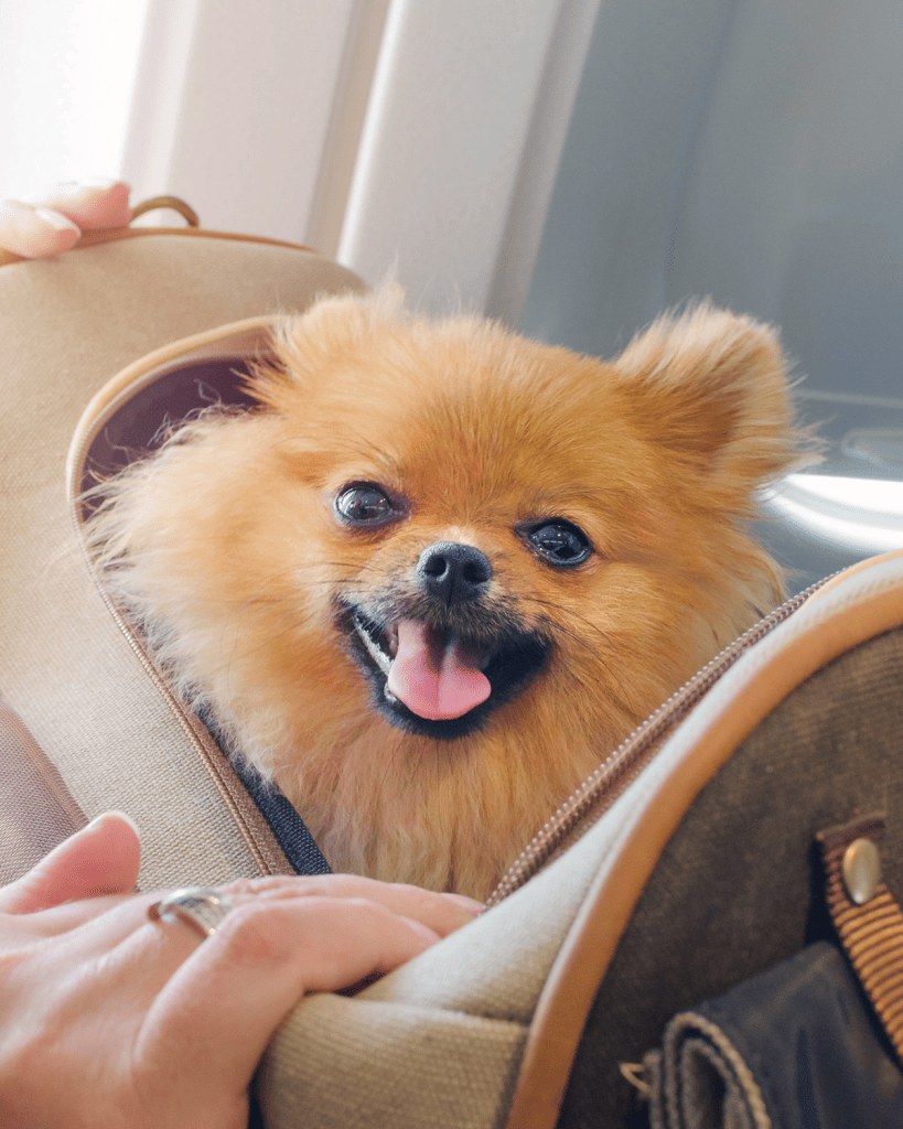 Training Your Puppy to Use Puppy Pads