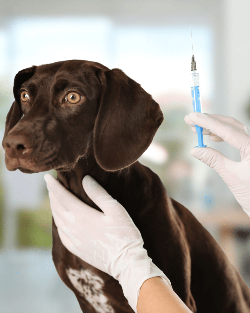 Do Puppies Need 3 or 4 Sets of Shots