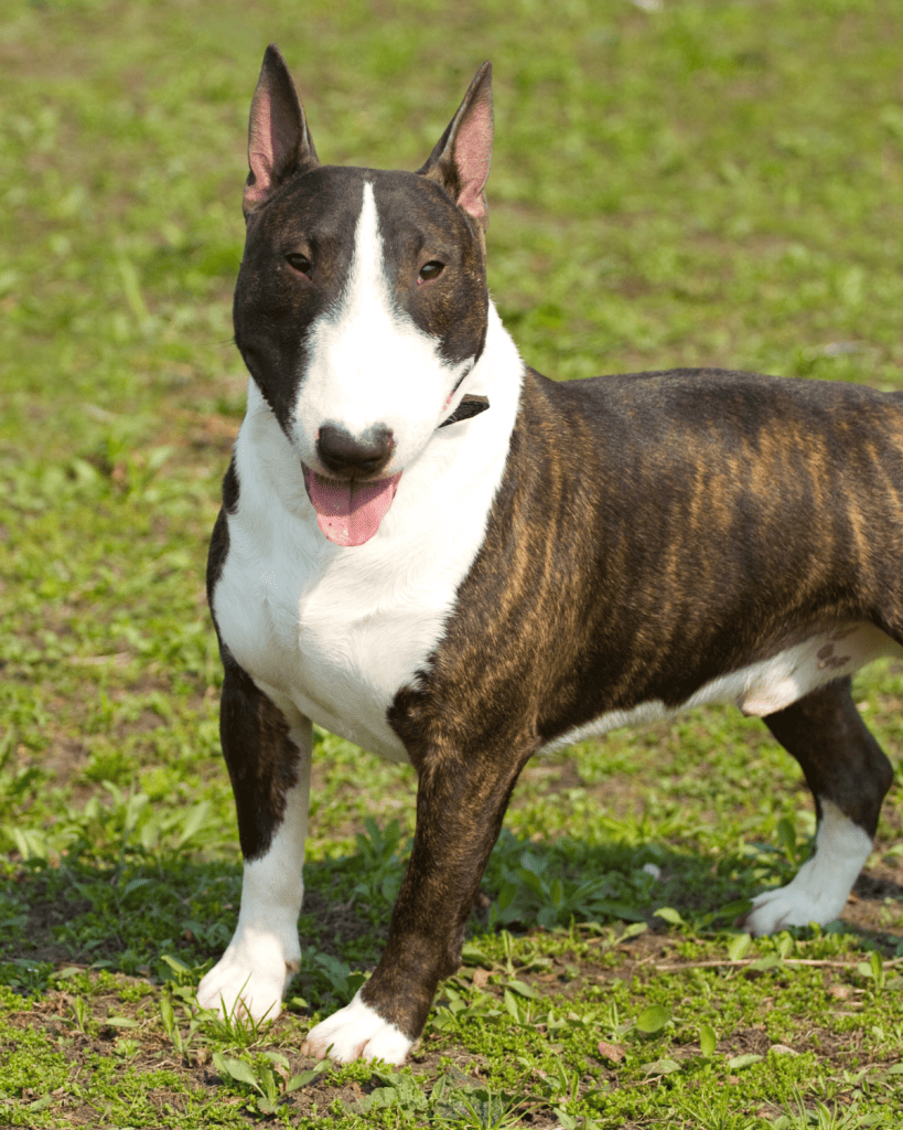 bull terrier colors 2