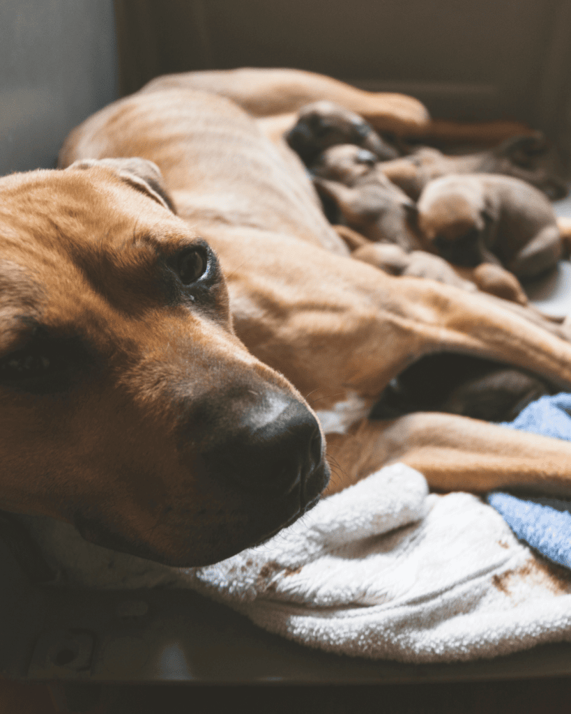puppy separation anxiety 5