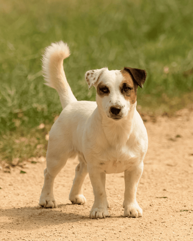 jack russell terrier mix hypoallergenic