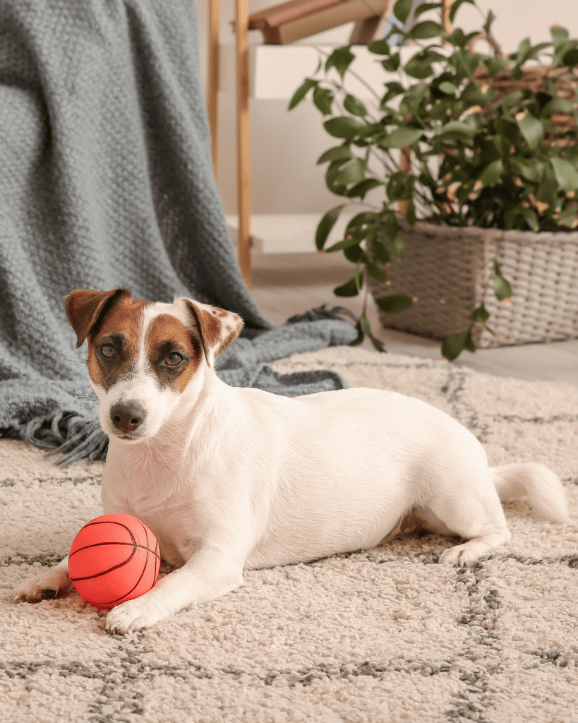 jack russell terrier mix hypoallergenic
