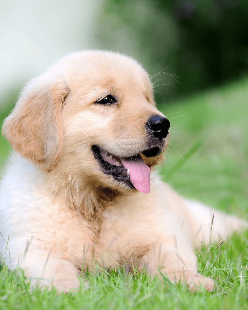 what does kennel club registered mean