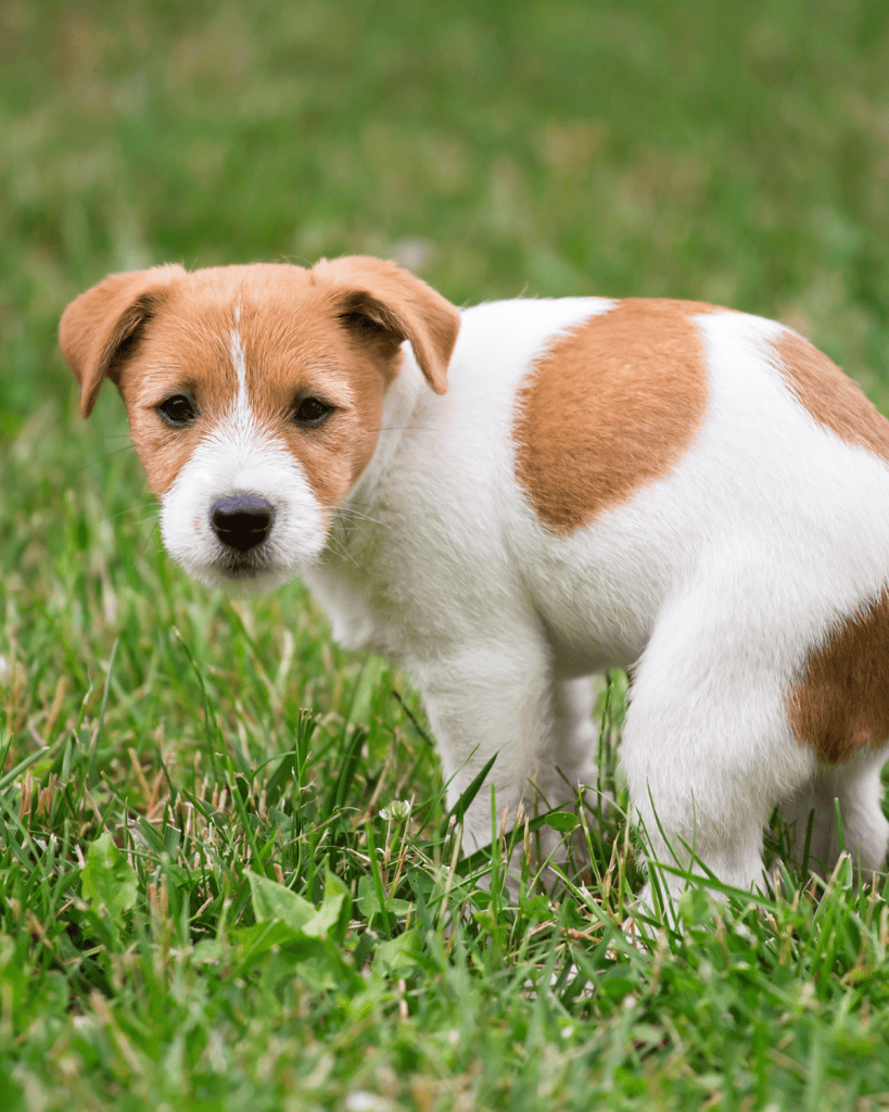 when can you start potty training a puppy