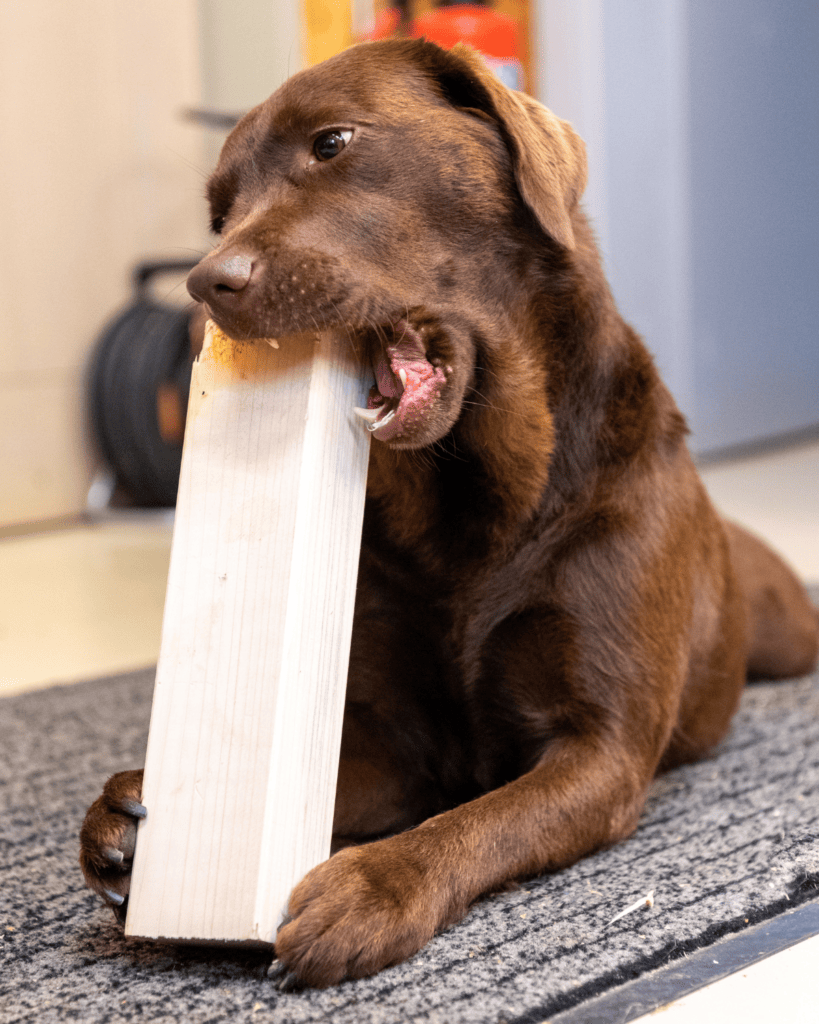 why dog eats everything 4 why dog eats everything 4